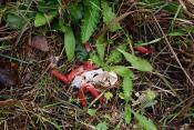 inktviszwam (Clathrus algeri) 11-2019 0363